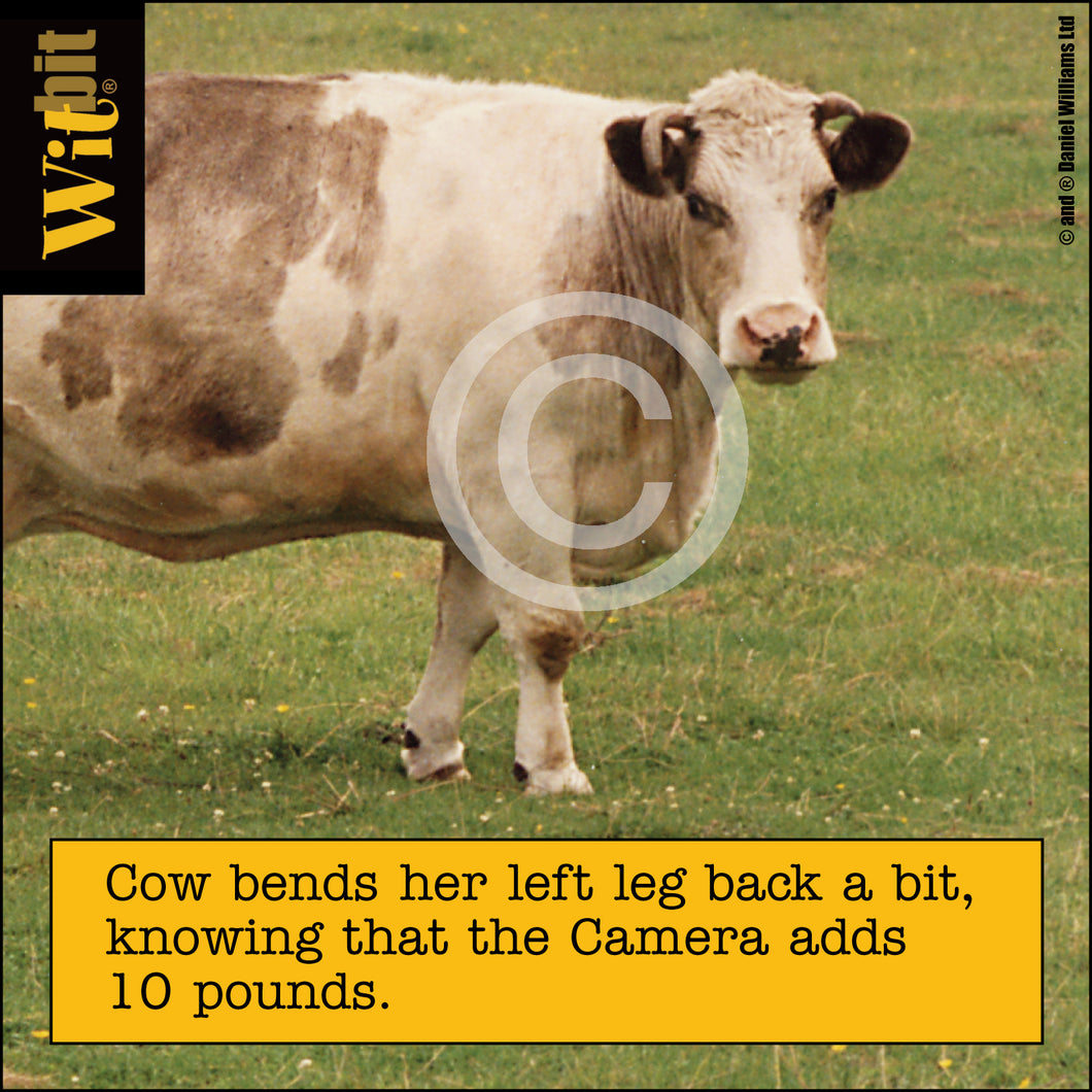 Cow 10