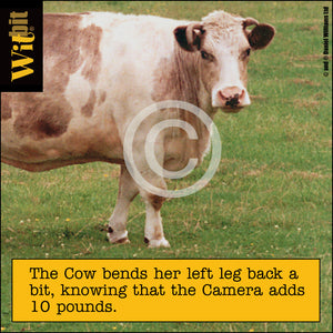 Cow 10