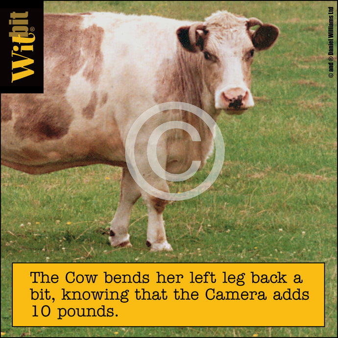 Cow 10