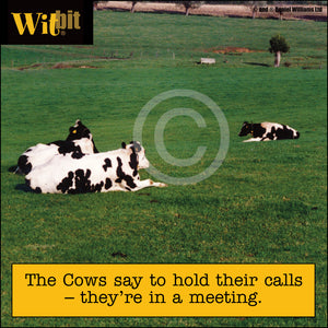 Cow Meeting