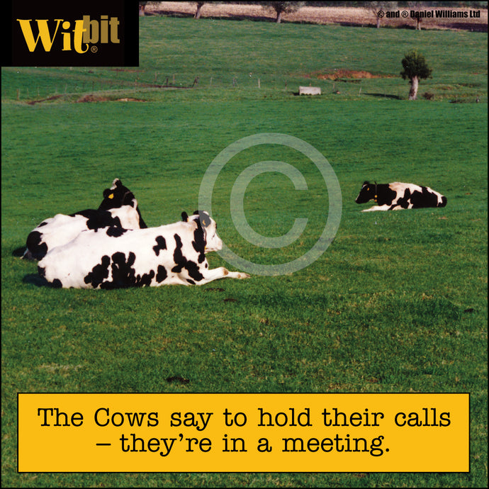Cow Meeting