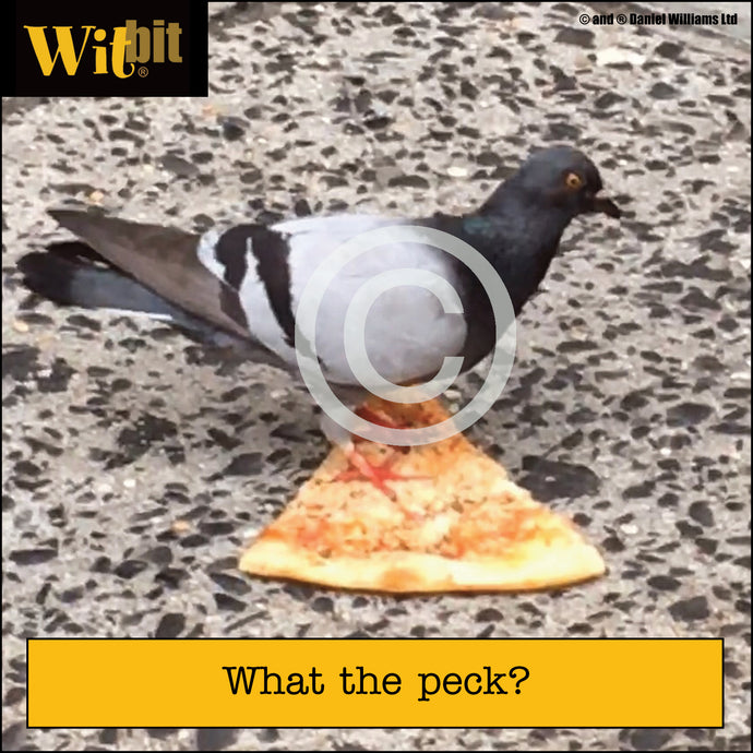 Pigeon On Pizza